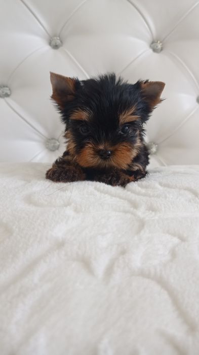 Микро Девочки Мальчики Йорки