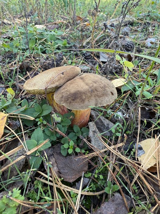 Продаж земельної ділянки с. Романків.