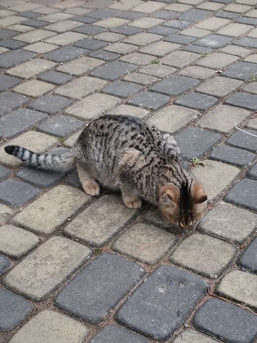 Молоді кошенята в добрі руки. Безкоштовно.