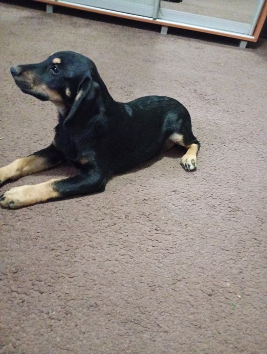 Продам цуценят Кокер Спаніель