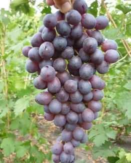 Саженцы винограда