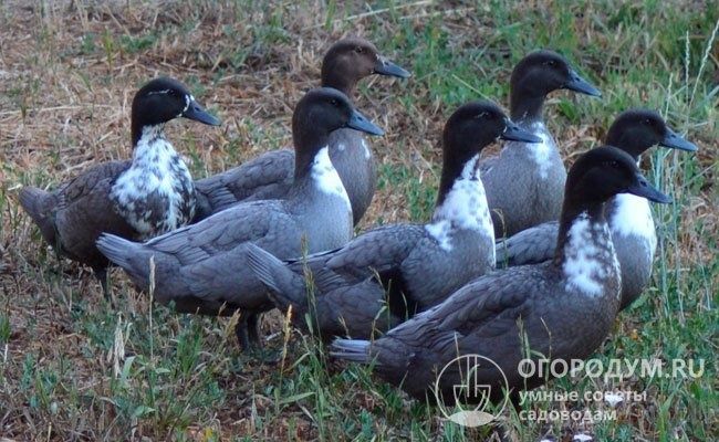 Инкубационное яйцо утки голубой Фаворит