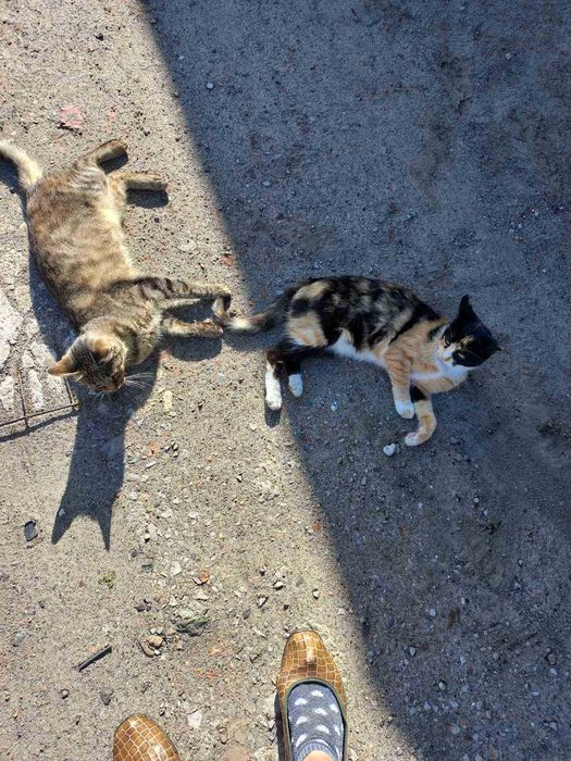 Отдам две кошечки серая и пятнистая