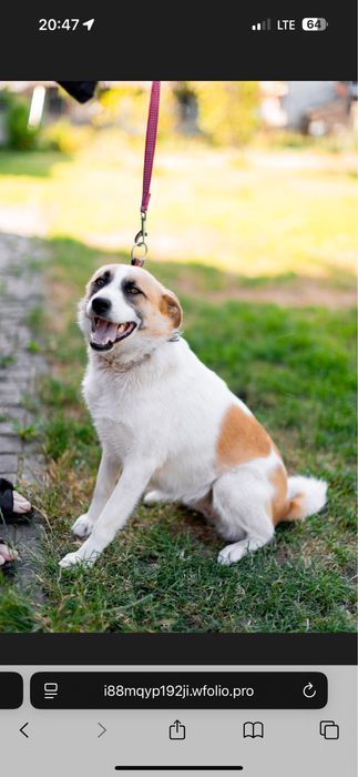 Прилаштовується собака