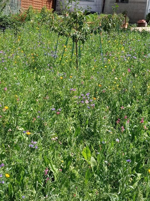 Usługi ogrodnicze  profesjonalne sianie trawy