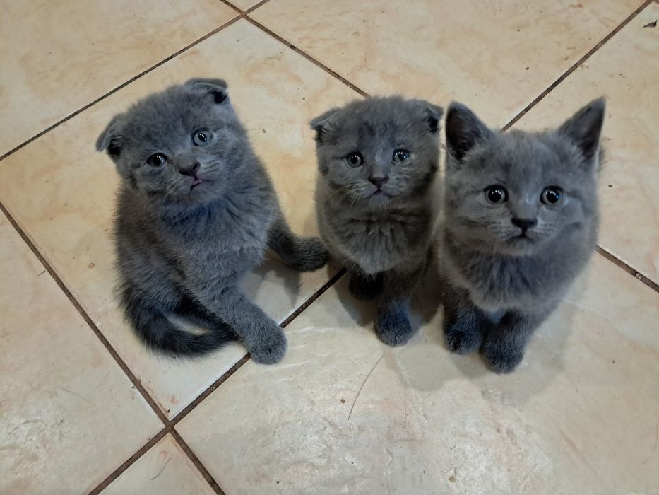 Шотландський кіт для вязки