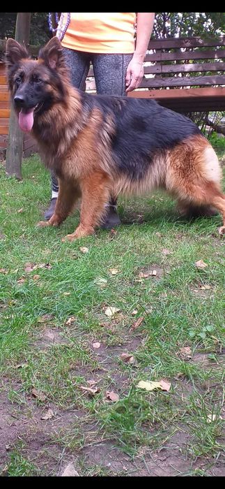 Owczarki niemieckie długowłose  szczenię rezerwacja