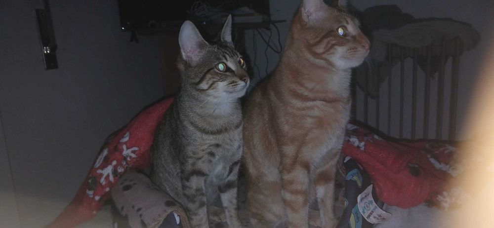 Animais domésticos gatos
