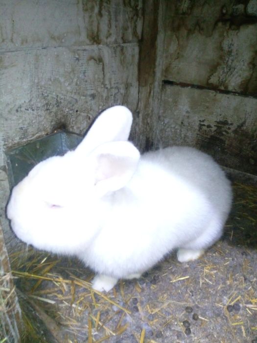 N,B  Króliki zmienia dom