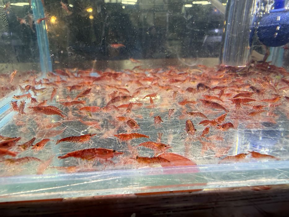 Krewetki mix czerwone