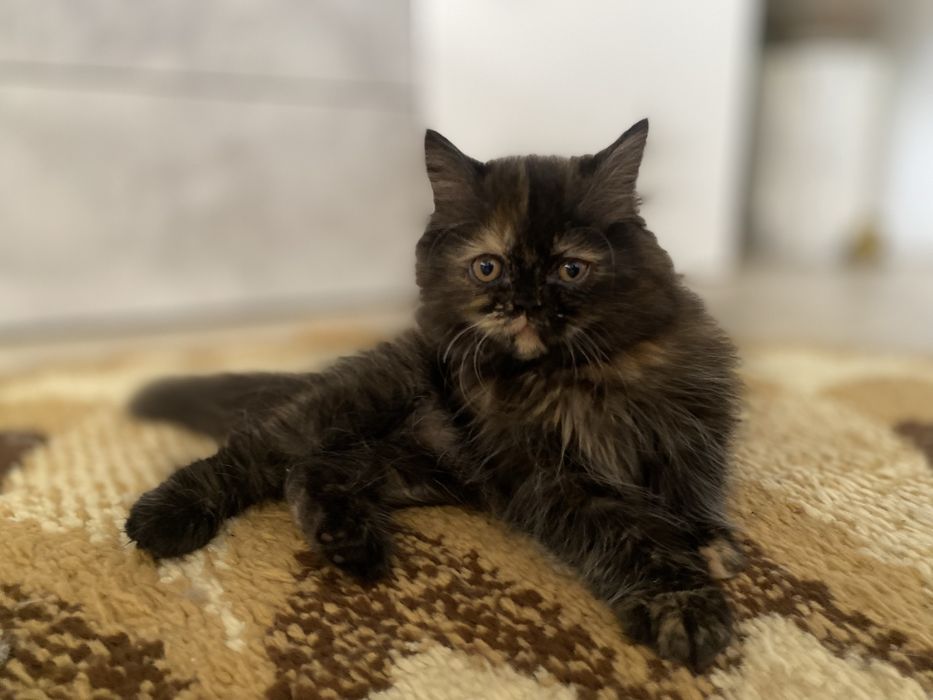 Gatinha persa tartaruga
