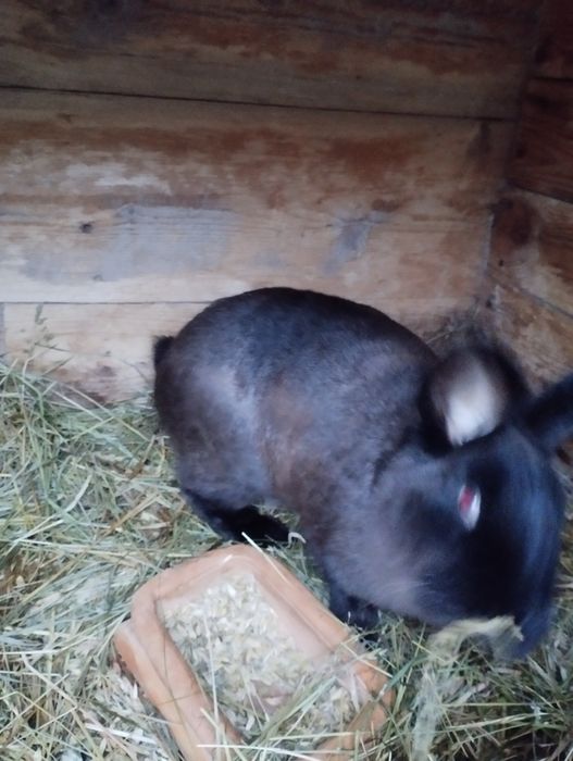 Królik kuna wielką brązowa (KWB) samiec