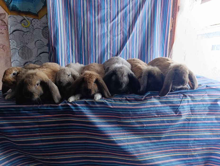 Кролики французький баран