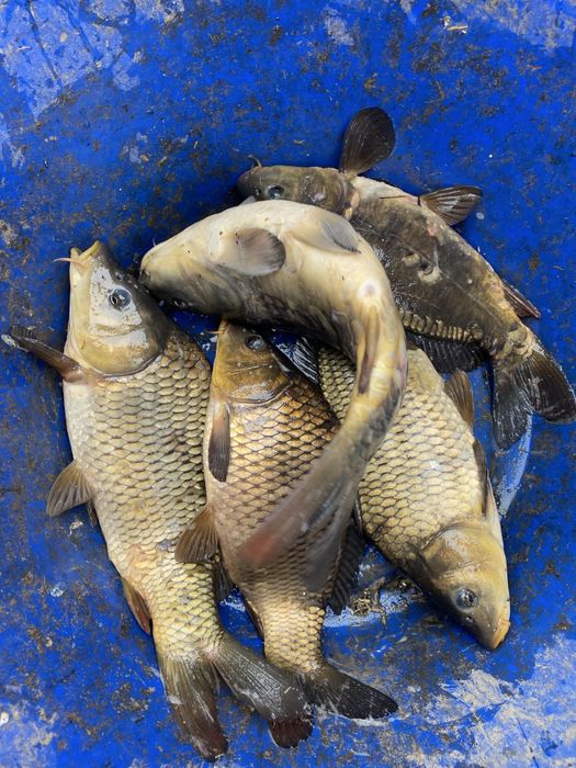 Продам зарибок Товстолоб, Короп 2х річка