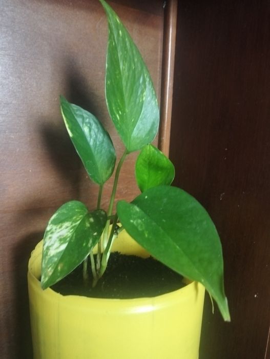 Planta Jibóia...