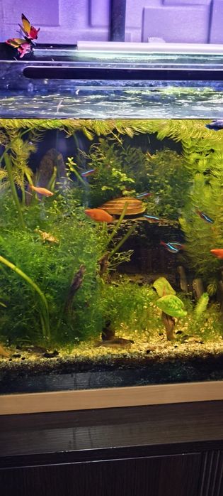 Akwarium 240 l z roślinami i obsadą