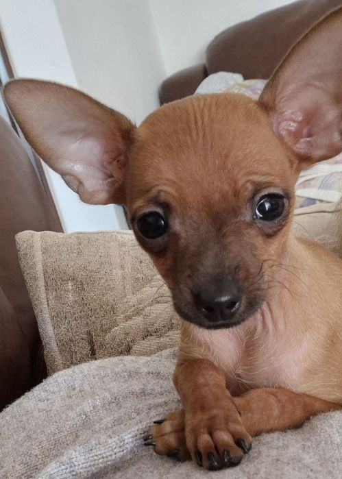 MINI Ratlerek- rudy chlopak