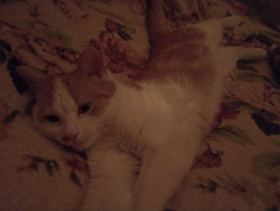 Отдам котёнка в добрые руки