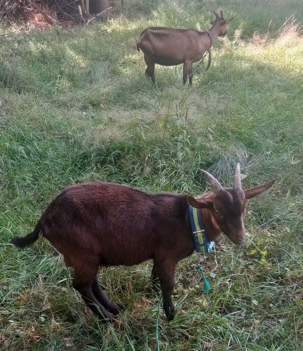 Koziołek capek od alpejskiej kozy
