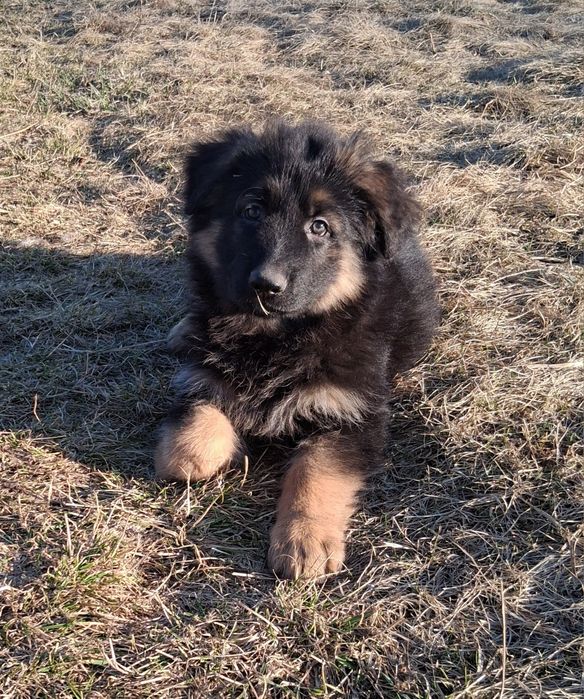 Owczarek niemiecki długowłosy śliczne szczenięta