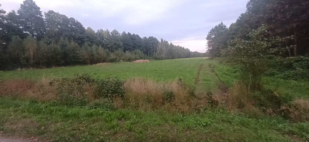 Działka budowlana. Jadwisin gm.Strachówka.Kupno od właściciela.