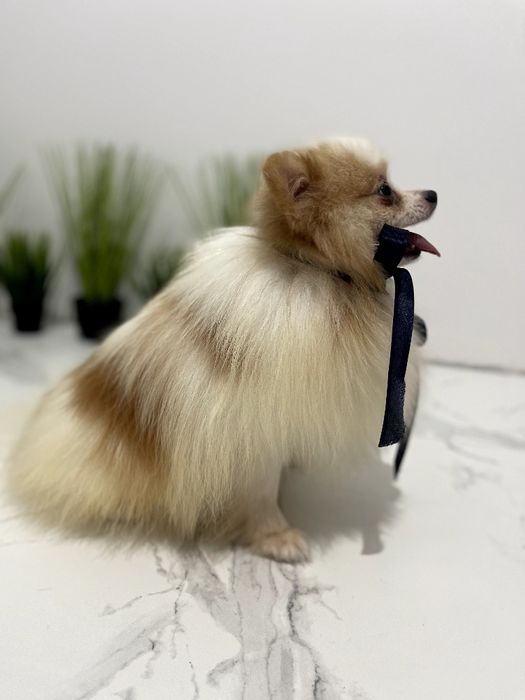 Померанські шпіци — Шукаєте щастя в пухнастому вигляді? Це він!