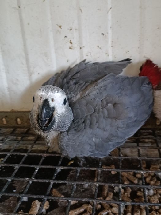 Papagaio cinzento fêmea criado a mão