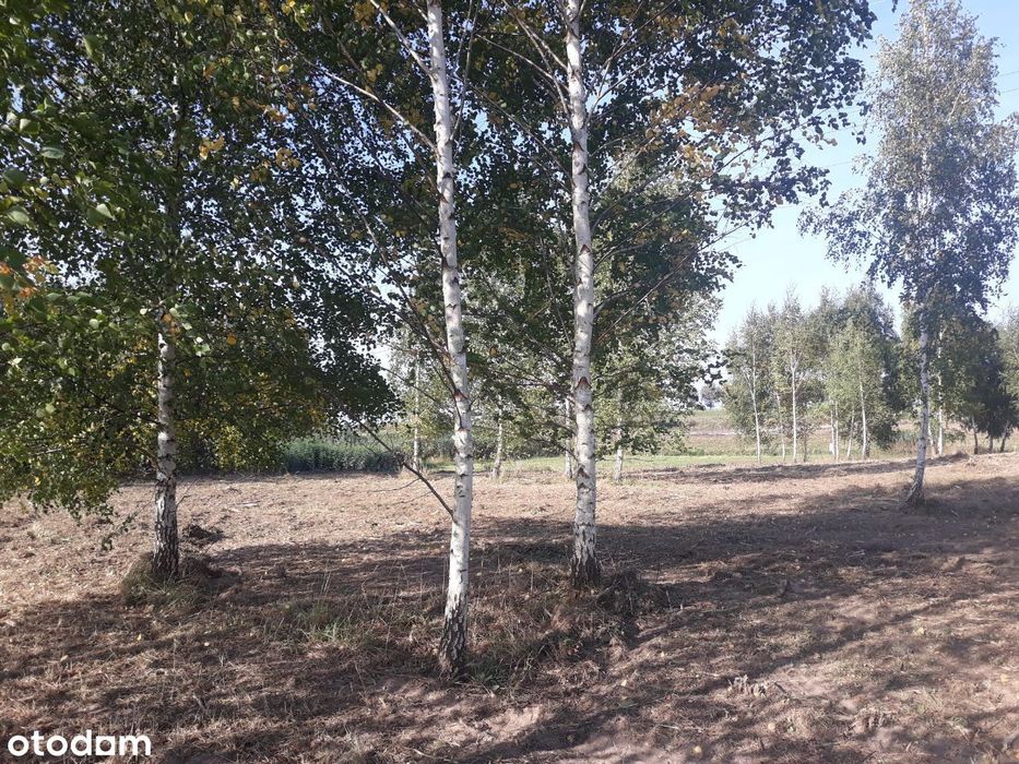 Działka Rolna 3200 m² Warmia-Mazury - View 3