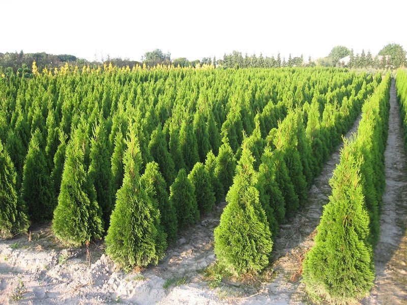 tuja szmaragd 80cm- 280 cm