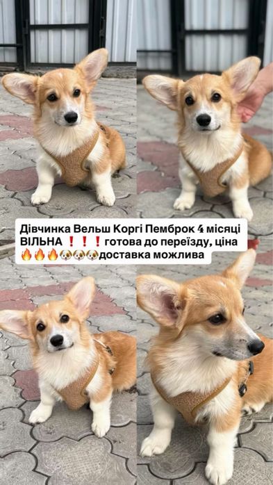 Корги Пемброк дівчинка