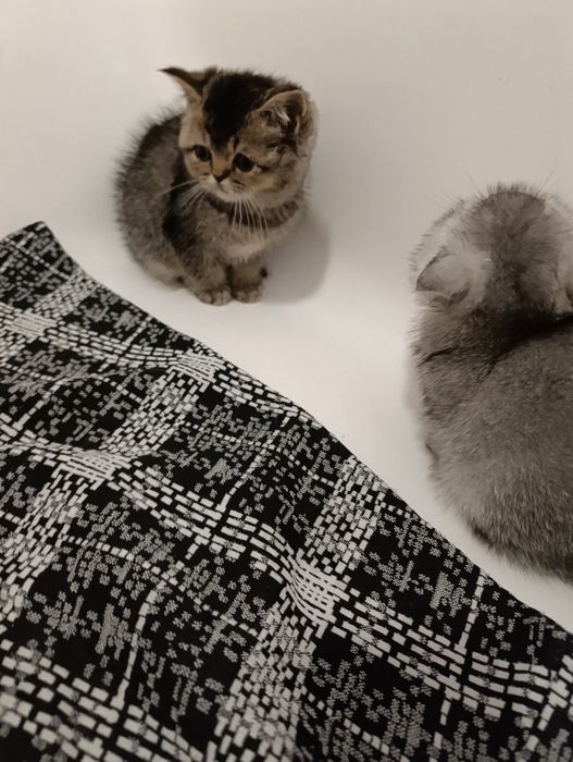 шотландські кошенята