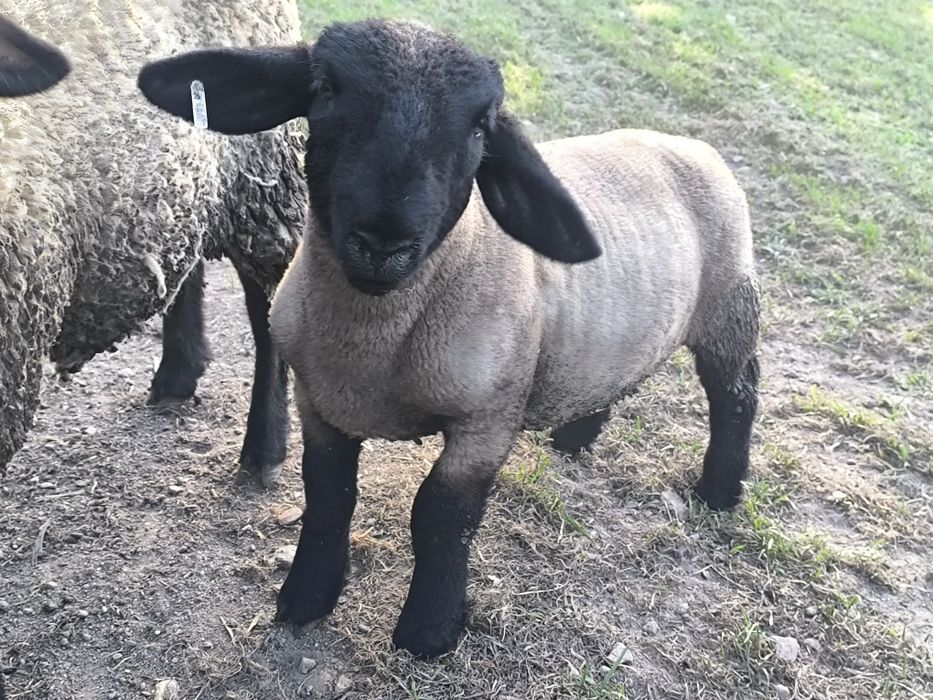 Borregos suffolks