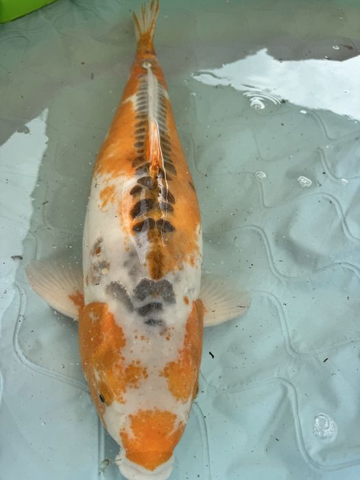 Carpa koi hi shushui female 85+