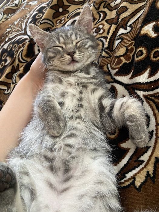 Котёнок девочка, от веслоухого папы.