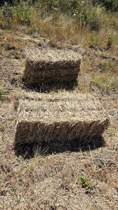 Fardos feno pequenos 2025