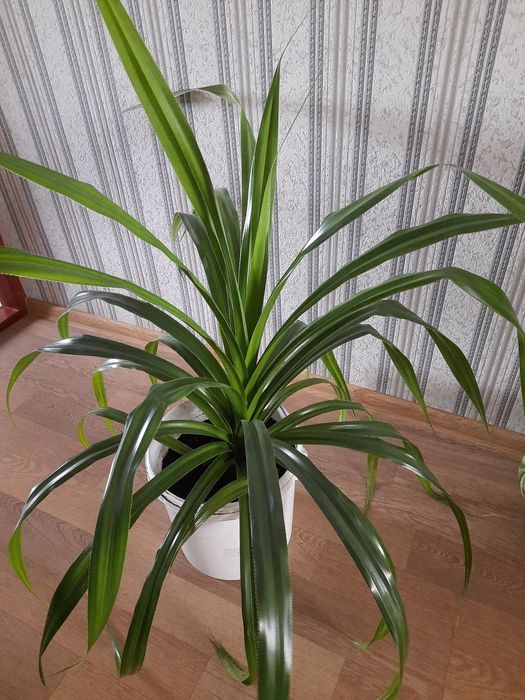 Пальма  Панданус