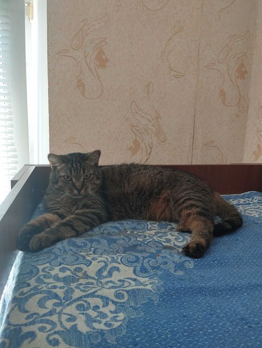 Шукаємо новий дім для нашого котика