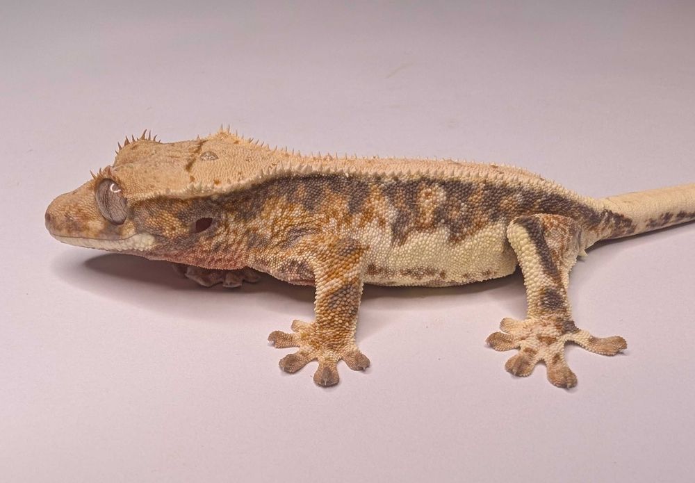 Gekon orzęsiony Lily White – 9 g, UNSEXED