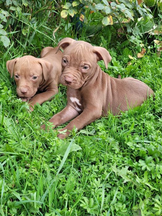 Pitbull red nose suka