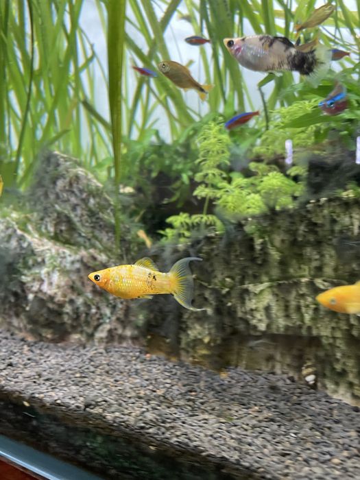 Molly Mármore (machos)