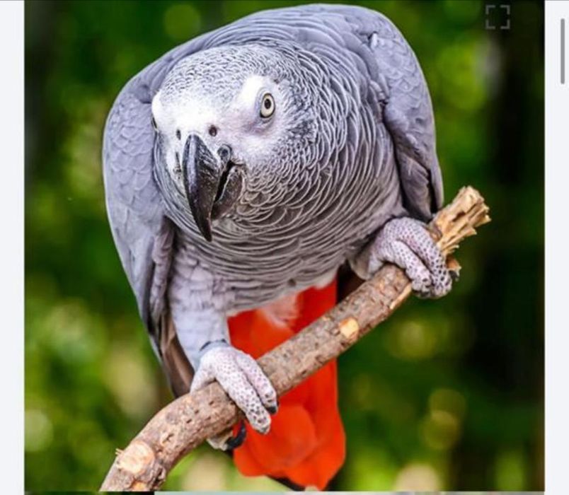 Papagaios diversas espécies