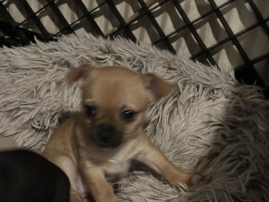 Chihuahua Urocza Suczka gotowa na nowy domek