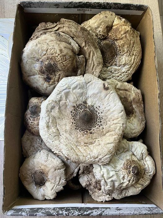 Suszone kanie 50 sztuk ,sowy