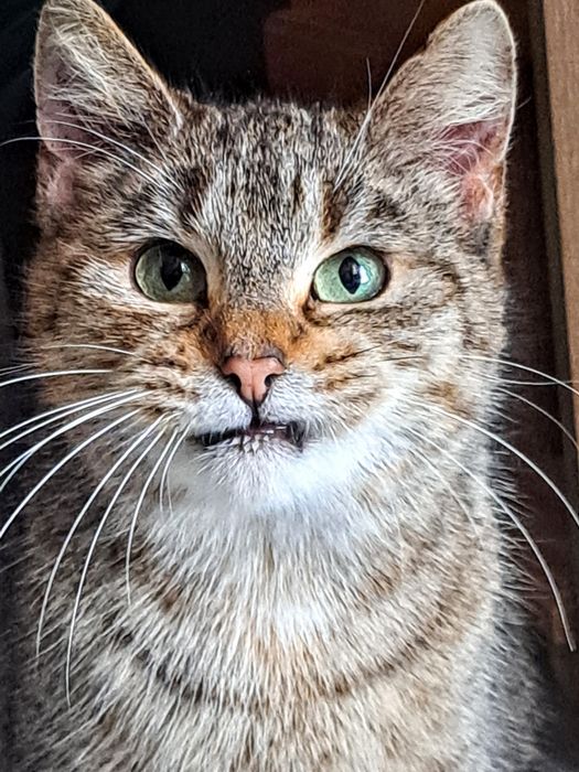 Rozkoszna, młoda koteczka Madzia szuka domu