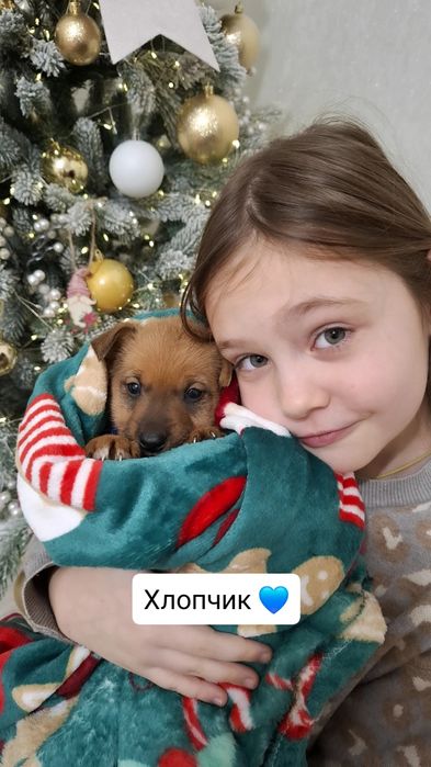 Манюні у пошуках люблячої родини. Вік 1,5 міс. Оброблені від паразитів