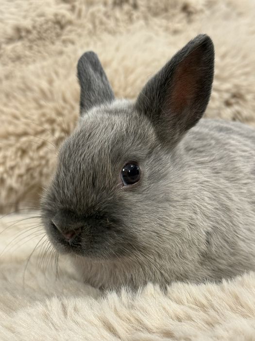Karzełek królik miniaturka kuna niebieska samczyk