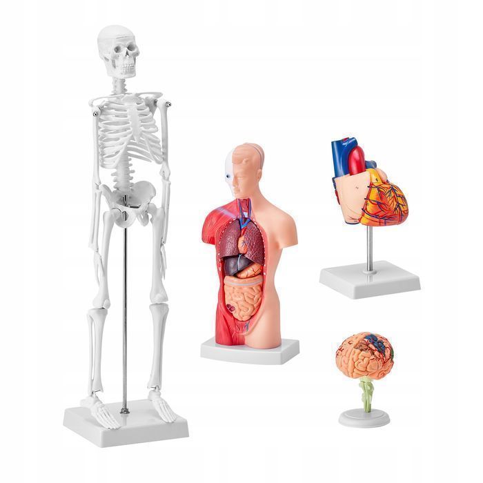 Vevor 4-częściowy model anatomii człowieka kompletny zestaw