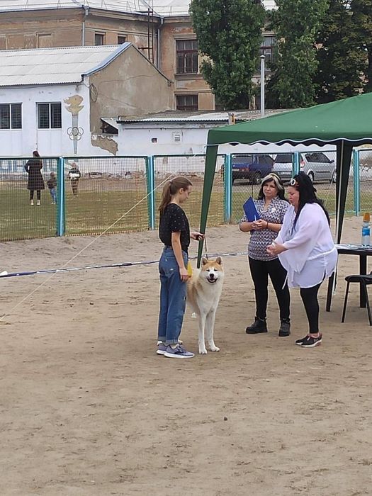 Вязка Акита-ину