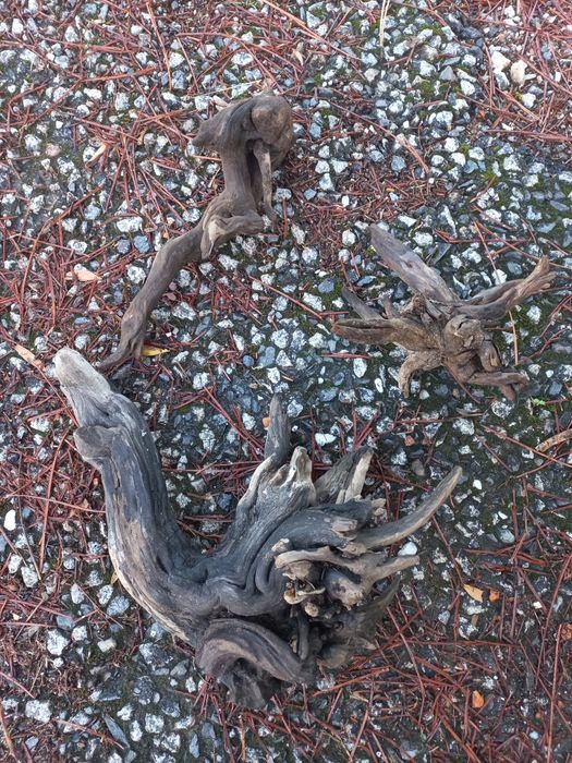 Troncos para aquários