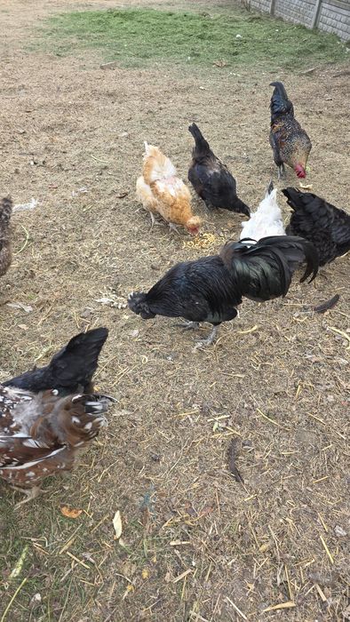 Ayam camani czrny kogut